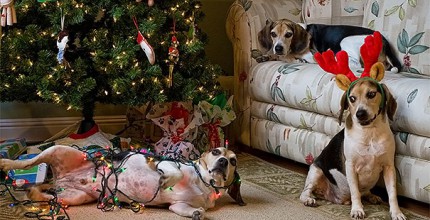 XX-animals-destroying-Christmas-13__605